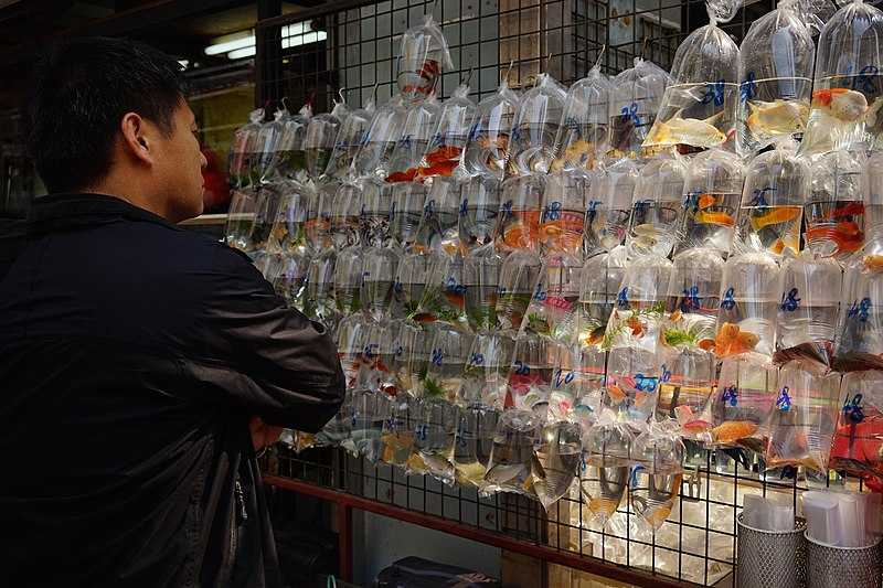 File:2015-01-21 fish vendor at Hong Kong.jpg