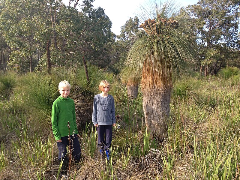 File:2015-08-04 GrassTrees (FletcherPark).jpg