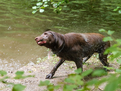 Hund (Labrador Retriever) schüttelt sich nach einem Bad Dog (Labrador retriever) shakes after a bath