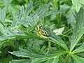 2017-07-22 (25) Miramella alpina (green mountain grasshopper) at plant in Dürrenstein (Ybbstaler Alpen).jpg