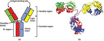 diagram showing the Y-shaped antibody. The variable region, including the antigen-binding site, is the top part of the two upper light chains. The remainder is the constant region.