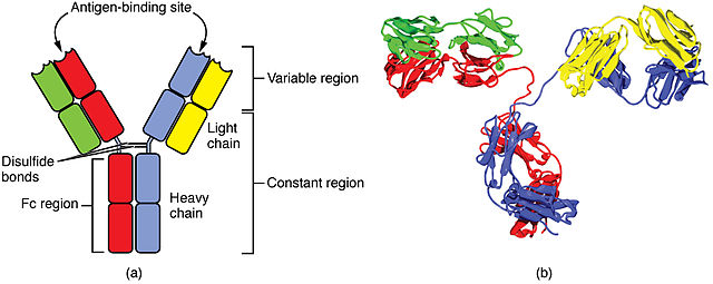 An antibody is made up of two heavy chains and two light chains. The unique variable region allows an antibody to recognize its matching antigen.