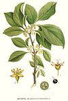 240 Rhamnus cathartica.jpg