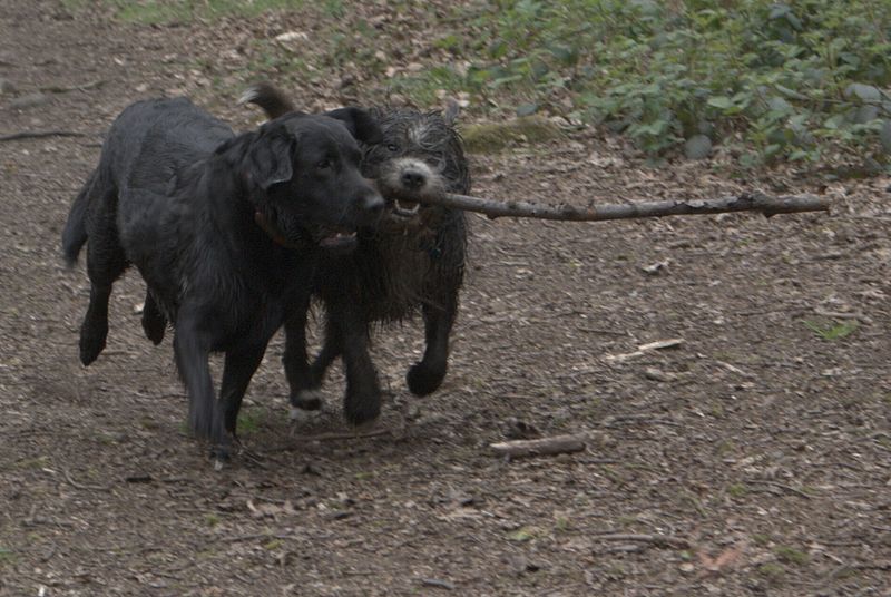 File:2 Dogs in Ireland Wood Quarry, Leeds. W.Yorkshire. 04.jpg