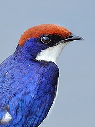 Close-up of ♂ Wire-tailed Swallow