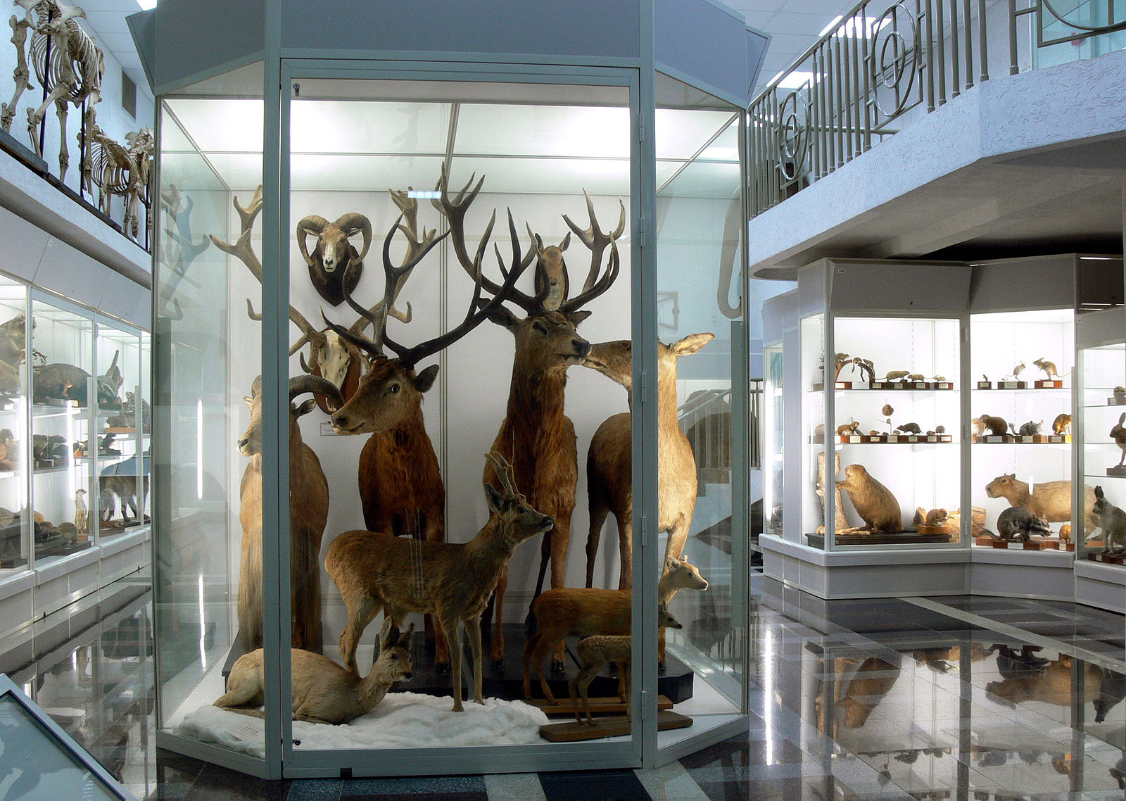 Зоологический музей белорусского государственного университета
