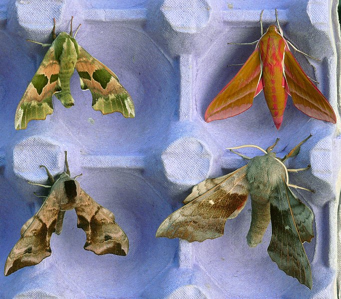 File:69.001 Four Hawk-moths (3635280840).jpg