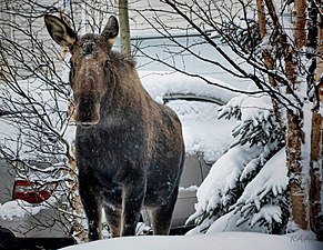 A Moose on the loose.jpg