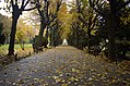 Cişmigiu Park in autumn