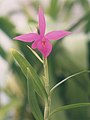 A and B Larsen orchids - Barkeria skinneri 635-6z.jpg