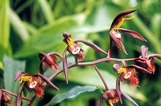 Catasetum - Wikipedia, la enciclopedia libre