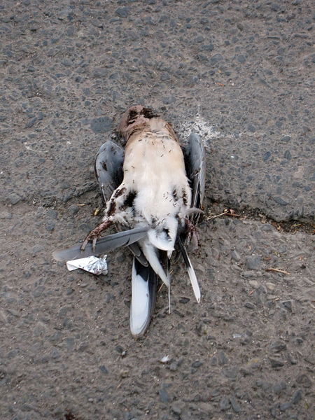 File:A dead bird on asphalt - south sadra blv - Nishapur 2.JPG