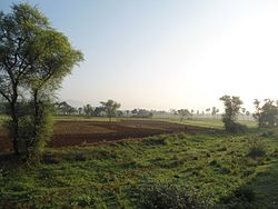 A morning view of fields near Elamanchili in Visakhapatnam district.JPG