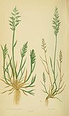 A natural history of British grasses (Plate XXXV) (6869557583).jpg