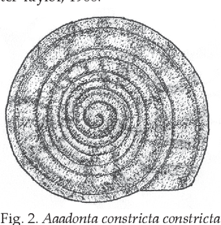 <i>Aaadonta constricta constricta</i> Subspecies of gastropod