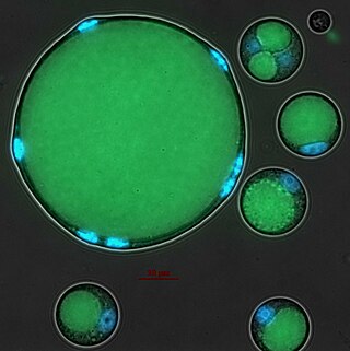 <i>Abeoforma whisleri</i> Single-celled organism