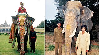 <span class="mw-page-title-main">Abhimanyu (elephant)</span> Lead elephant and carrier of the Golden Howdah at the Mysore Dasara in India