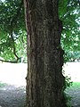Tree trunk, France