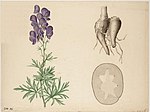 Vignette pour Aconitum napellus