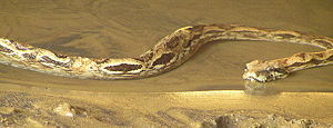 Northern Madagascar boa (Acrantophis madagascariensis)