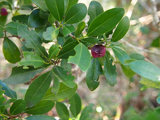 Acronychia laevis fruit
