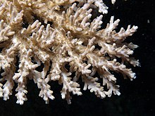 Acropora paniculata