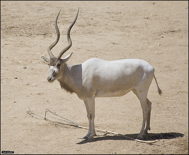 File:Addax-Jerusalem-Biblical-Zoo-IZE-504.jpg