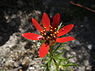 Kooltje-vuur (Adonis flammea)