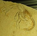 Fossile di Aeger spinipes