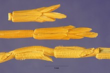 Aegilops longissima Schweinf. & Muschl. - ешкі шөбі - AELO - Хосе Эрнандес @ USDA-NRCS ӨСІМДІКТЕР Деректер базасы.jpg