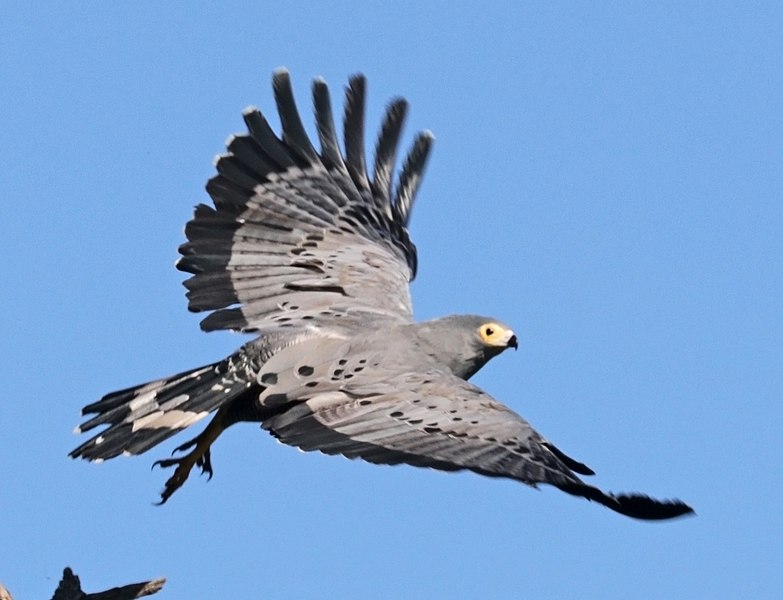 File:African harrier-hawk (Polyboroides typus typus) taking off, crop.jpg