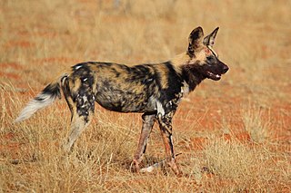 African wild dog Endangered species of canine native to Africa