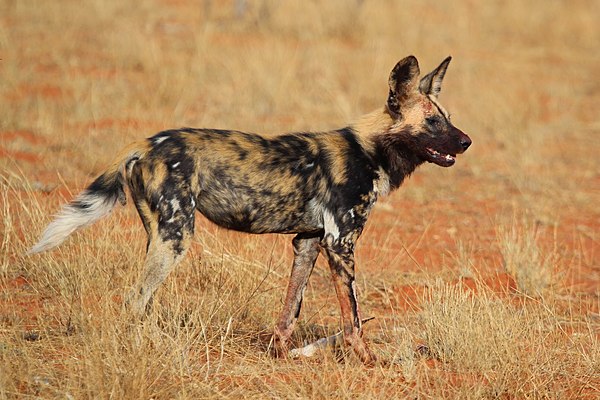 Image: African wild dog (Lycaon pictus pictus)