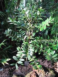 Agathis ovata - Atlanta botanika bog'i.JPG