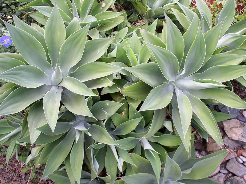 File:Agave attenuata1017032.jpg