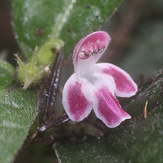 <i>Ajugoides</i> Genus of flowering plants