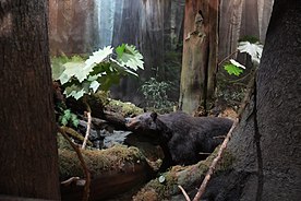 Alaskan Coastal Brown Bear, Southeast Alaska Discovery Center, Ketchikan, Alaska.jpg