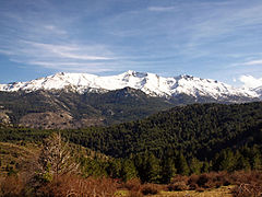 Punta Artica, Capu di Valladru, Valdu Niellu forest