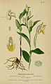 Cephalanthera longifolia (as syn. Cephalanthera pallens) plate 5 in: Henry Correvon: Album des orchidées de l'Europe centrale et septentrionale Genève (1899)