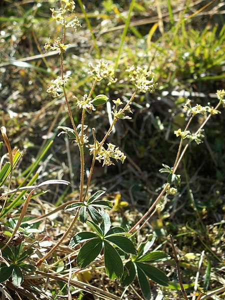 File:Alchemilla alpina06.jpg