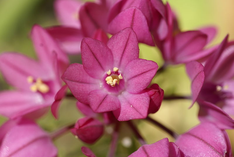 File:Allium oreophilum 01.JPG