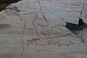 English: Rock art in the world heritage area in Alta, Norway. This is from the area Bergbukten 1, a group of some 900 figures. 23-25 m above sea level, and 6000-7000 years old.