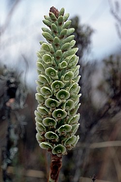 Altensteinia virescens.jpg