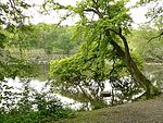 Naturdenkmal Alter Teich