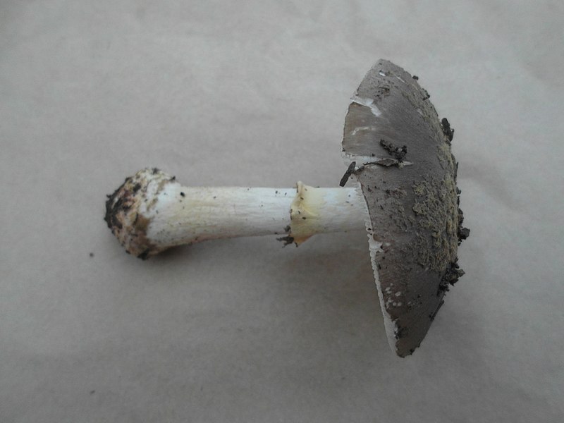 File:Amanita luteolovelata D.A. Reid 414702.jpg