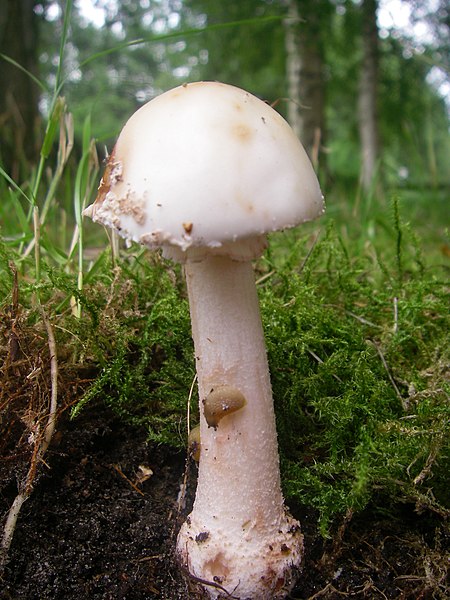 File:Amanita rubescens (12).JPG