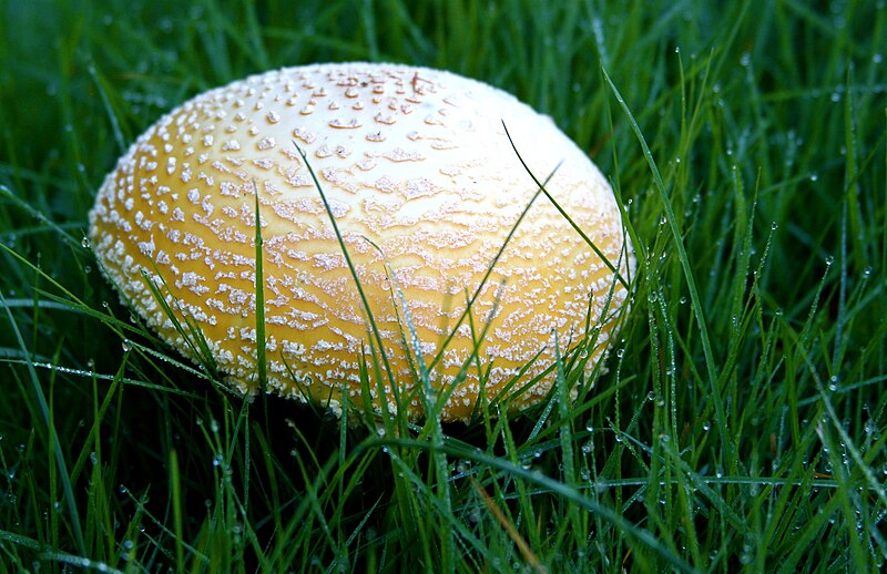 File:Amanita sp. (Autumn fungus).jpg