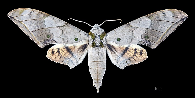 File:Ambulyx substrigilis substrigilis MHNT CUT 2010 0 158 Cambodia male dorsal.jpg