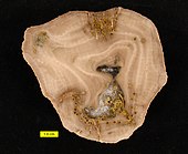 Ordovician-Permian bryozoan Amplexopora Amplexopora Trypanites section.jpg