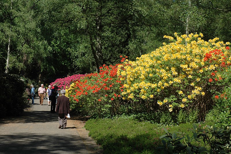 File:Amstelpark Amsterdam - Rhodendendronvallei - panoramio - Rokus C.jpg